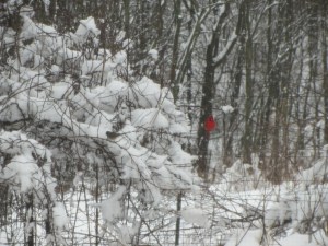 over 5 inches of wet spring snow so far today... 