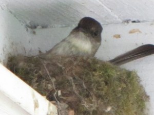 Mama Bird says Whaat?