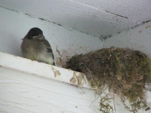 Where did they go? Oh well I've got the whole nest to myself now!