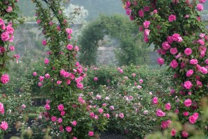 June says Roses to me so I chose a picture of a great rose garden today.